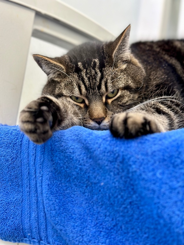 Tank, an adoptable Domestic Short Hair in Cumberland, ME, 04021 | Photo Image 5