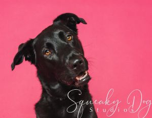 Animal Profile Artemis is an estimated 3-year-old 65 lb female LabShepherd mix who loves snuggles