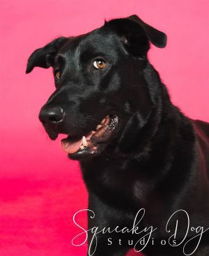 Animal Profile Artie is an estimated 4-year-old 65 lb female LabShepherd mix 