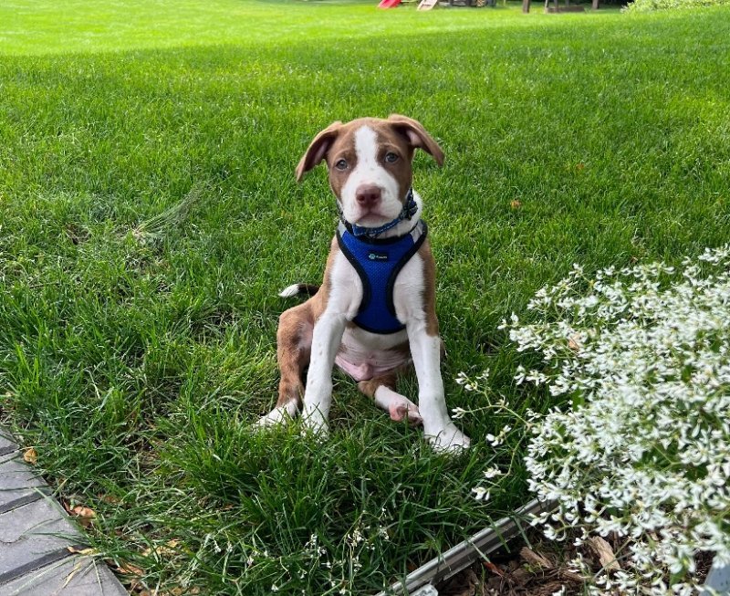 Jeremiah - Frogs, an adoptable Terrier in Wyoming, MI, 49548 | Photo Image 3