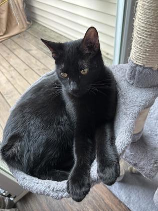 Peanut Butter, an adoptable Domestic Short Hair in De Soto, IA, 50069 | Photo Image 3