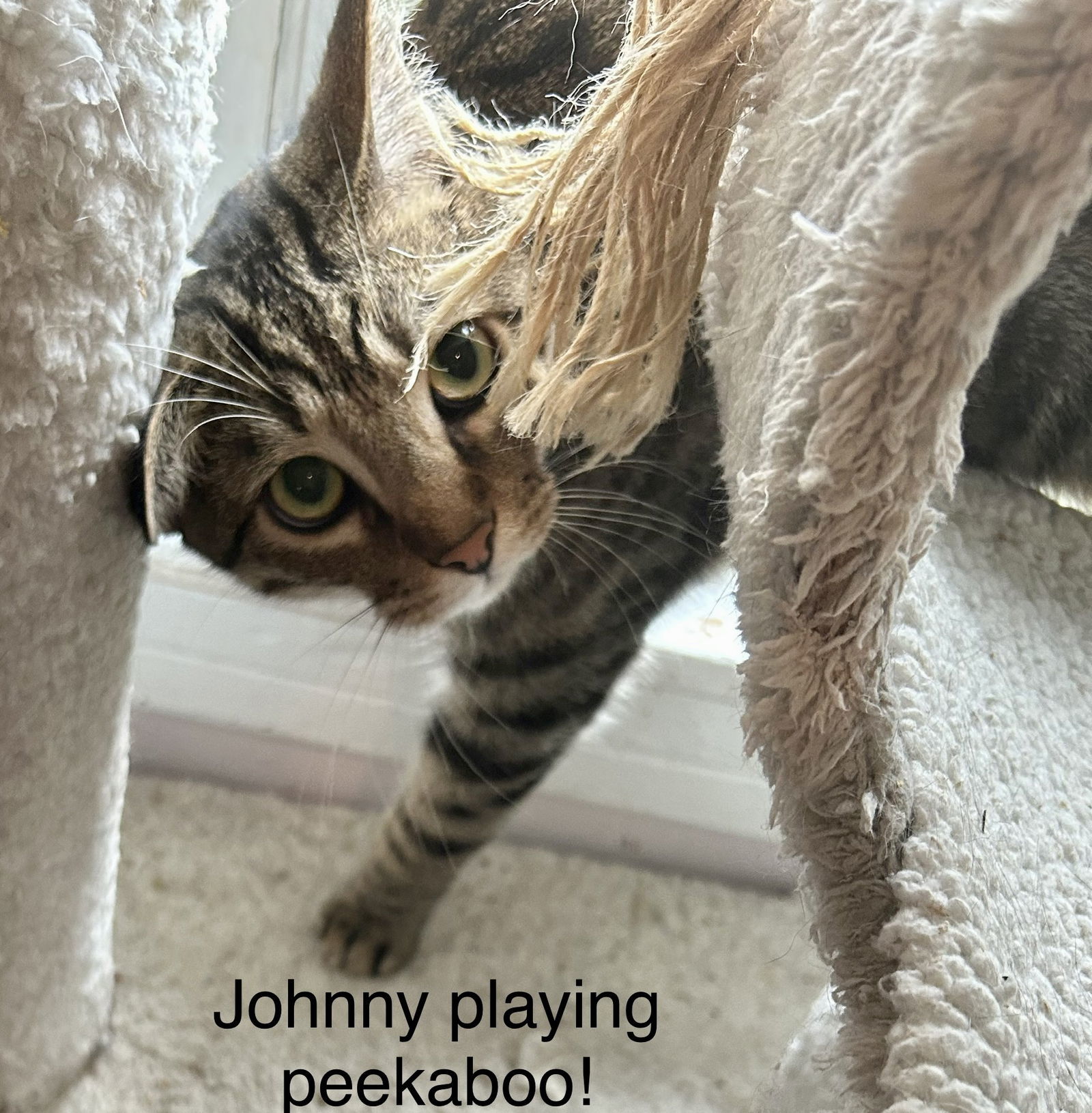 Johnny