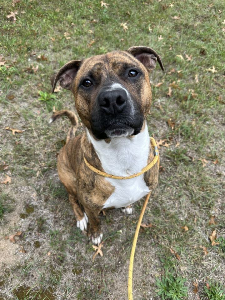 Bull terrier hot sale mix boxer