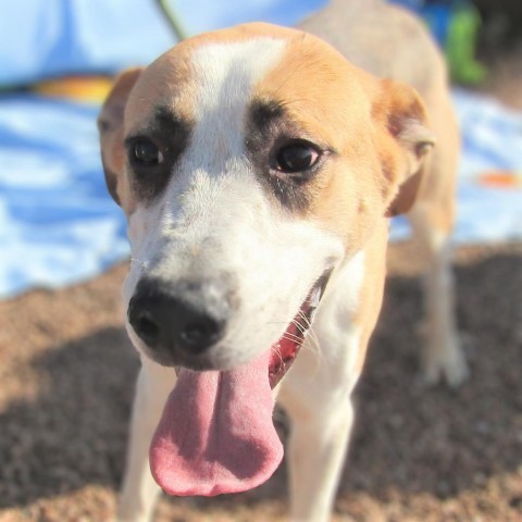 Gunther, an adoptable Mixed Breed in Las Cruces, NM, 88012 | Photo Image 5