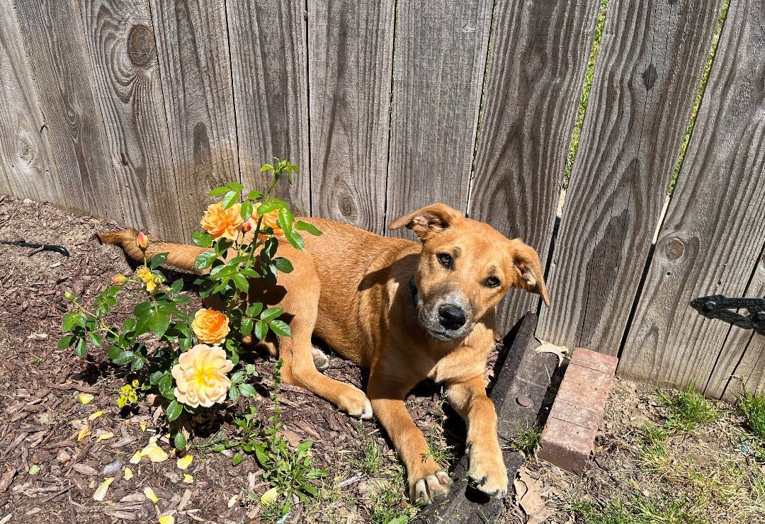 Dog for adoption Harper Maine, a Shepherd Mix in Kennebunkport, ME