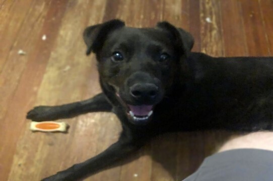 Koda #51464, an adoptable Labrador Retriever in Bangor, ME, 04401 | Photo Image 1