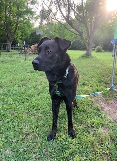 Koda #51464, an adoptable Labrador Retriever in Bangor, ME, 04401 | Photo Image 1