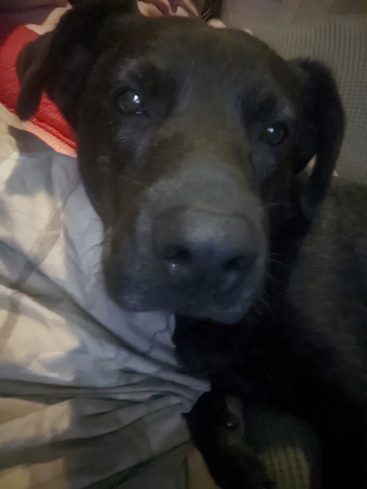 Koda #51464, an adoptable Labrador Retriever in Bangor, ME, 04401 | Photo Image 3
