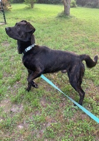 Koda #51464, an adoptable Labrador Retriever in Bangor, ME, 04401 | Photo Image 6