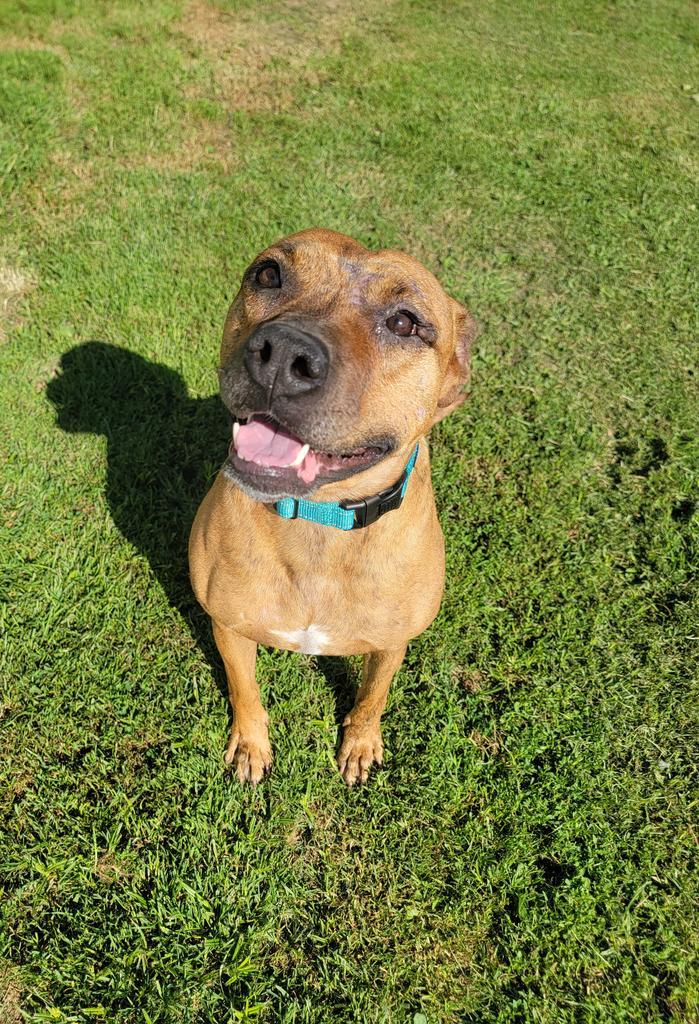 Tigger, an adoptable Pit Bull Terrier in Sprakers, NY, 12166 | Photo Image 2