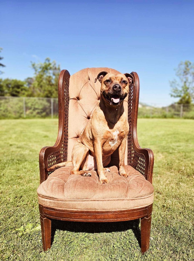 Tigger, an adoptable Pit Bull Terrier in Sprakers, NY, 12166 | Photo Image 6