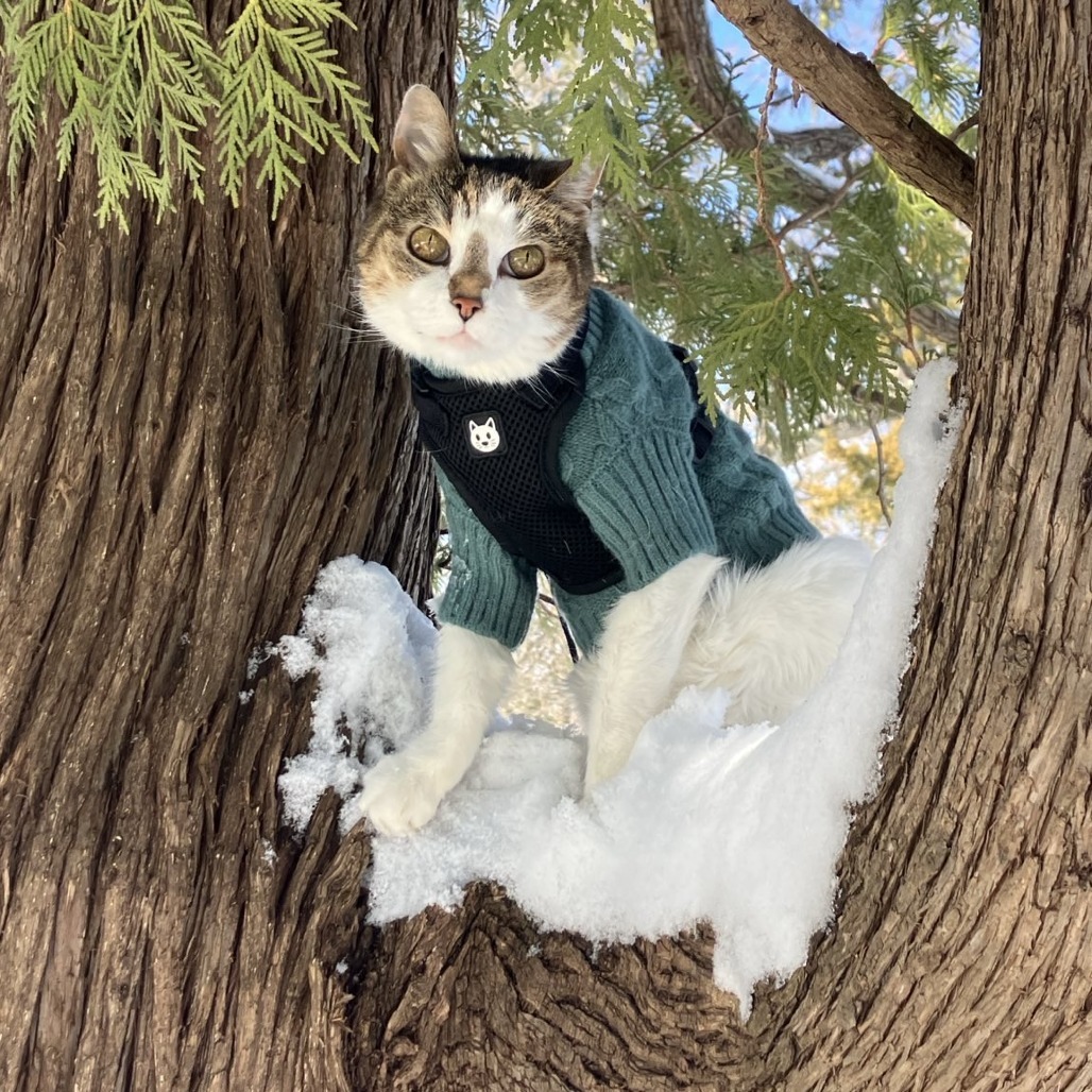 Irene, an adoptable Domestic Short Hair in Lynchburg, VA, 24502 | Photo Image 1