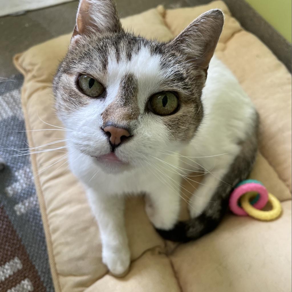 Irene, an adoptable Domestic Short Hair in Lynchburg, VA, 24502 | Photo Image 2