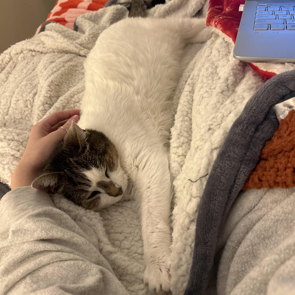 Irene, an adoptable Domestic Short Hair in Lynchburg, VA, 24502 | Photo Image 3