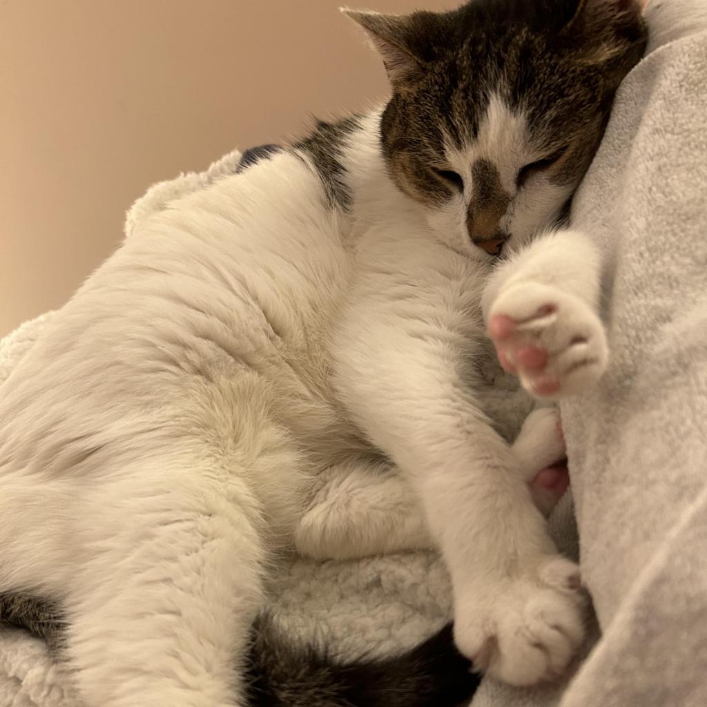 Irene, an adoptable Domestic Short Hair in Lynchburg, VA, 24502 | Photo Image 4