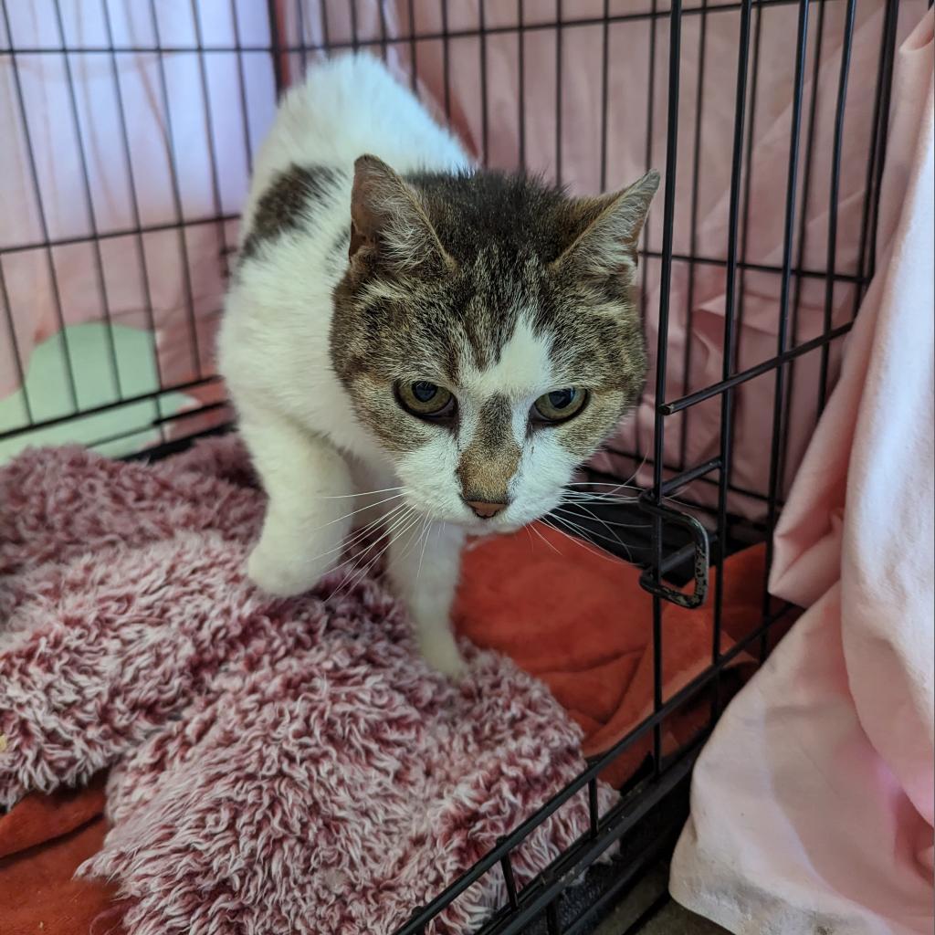 Irene, an adoptable Domestic Short Hair in Lynchburg, VA, 24502 | Photo Image 5