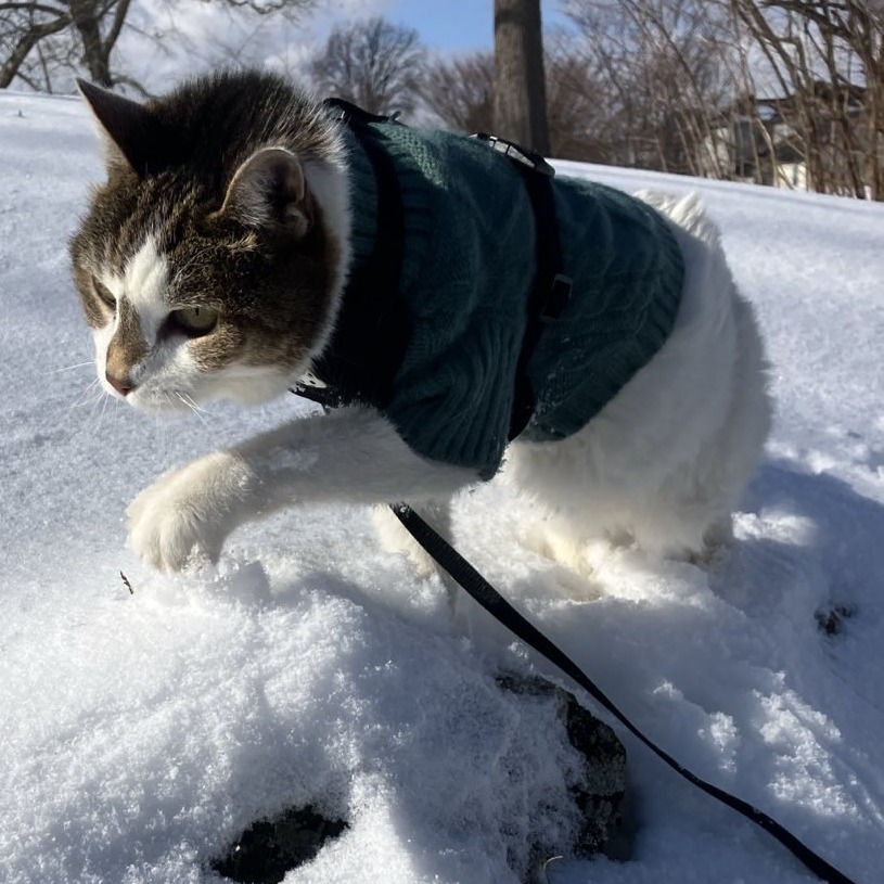 Irene, an adoptable Domestic Short Hair in Lynchburg, VA, 24502 | Photo Image 6