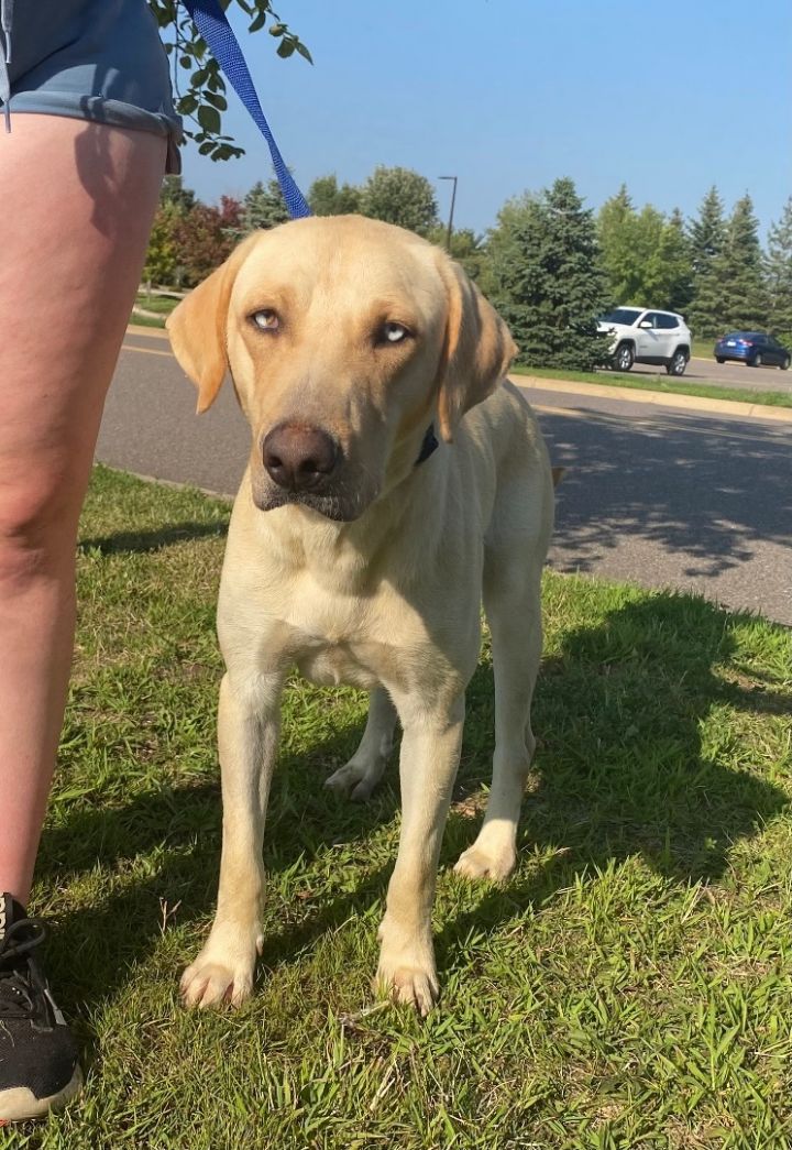 Dog for adoption - Brady, a Labrador Retriever Mix in Zimmerman, MN