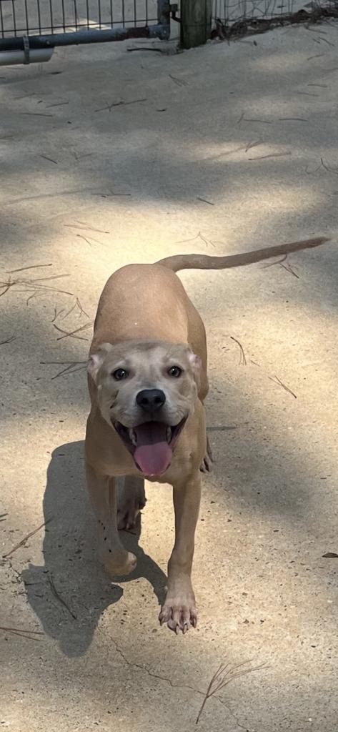 Billy, an adoptable Terrier in Ruston, LA, 71270 | Photo Image 1