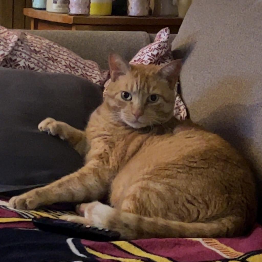 Mango - MISSING, an adoptable Domestic Short Hair in Lynchburg, VA, 24502 | Photo Image 1