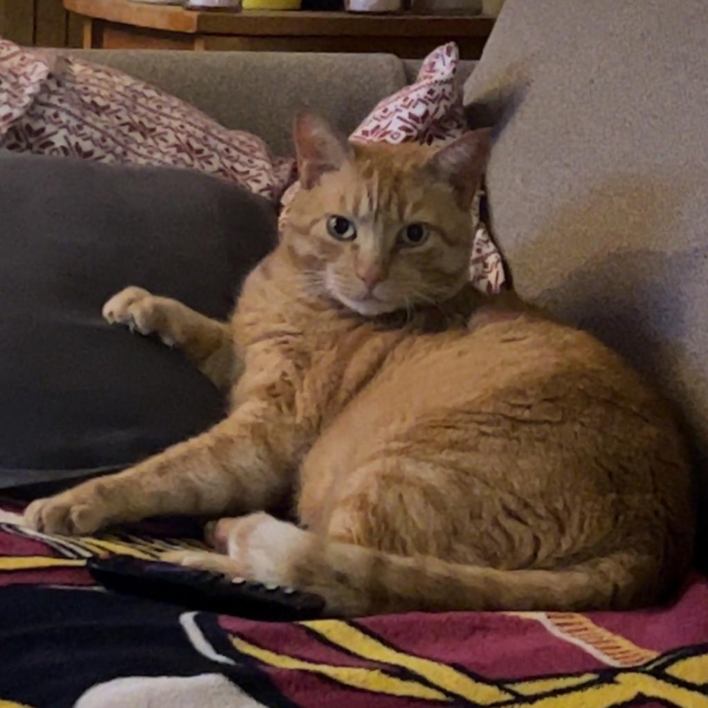 Mango - MISSING, an adoptable Domestic Short Hair in Lynchburg, VA, 24502 | Photo Image 2