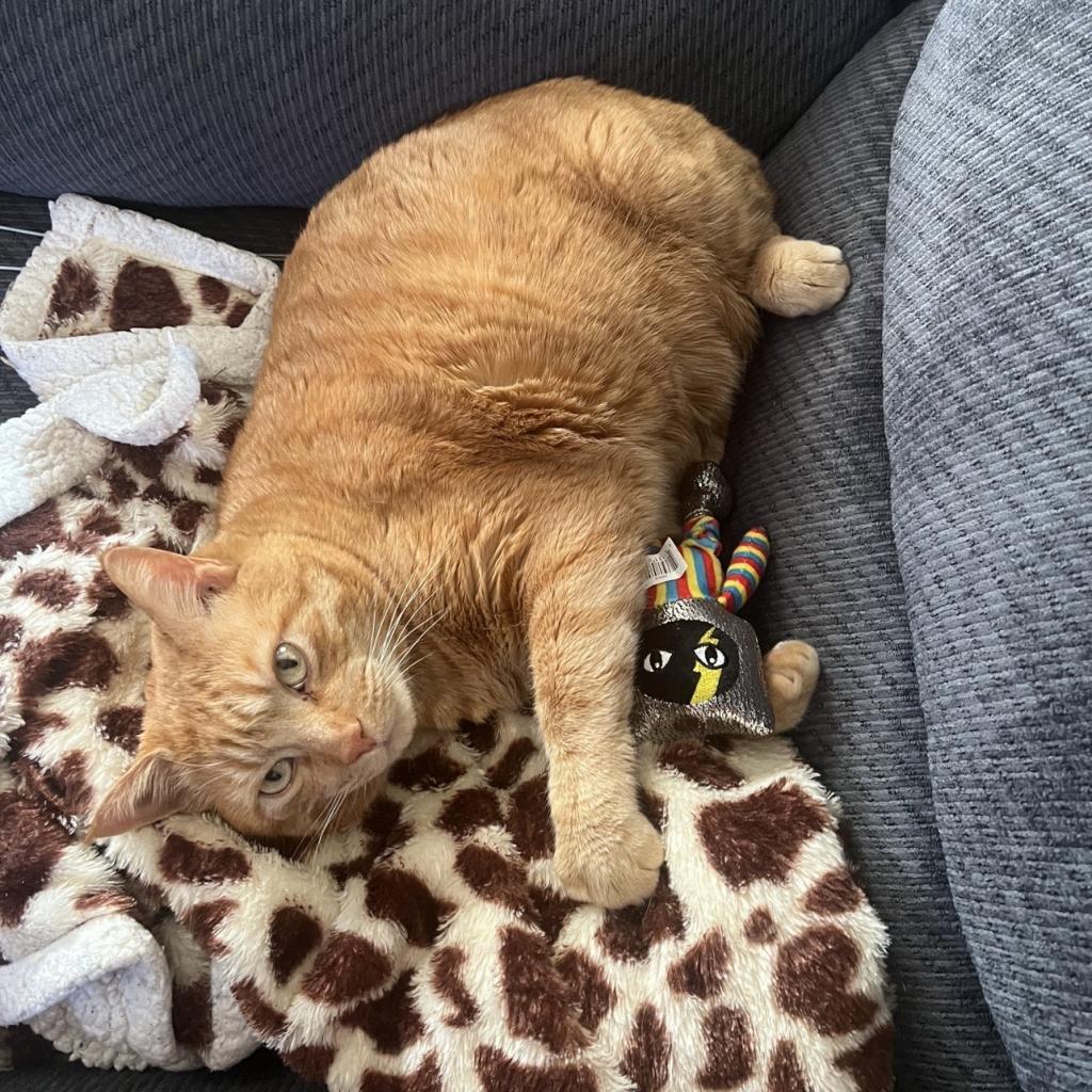 Mango - MISSING, an adoptable Domestic Short Hair in Lynchburg, VA, 24502 | Photo Image 3