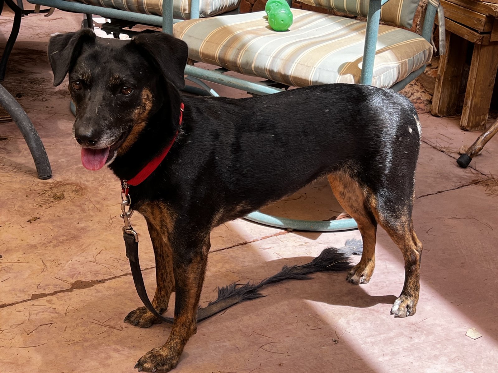 Star, an adoptable Labrador Retriever, Belgian Shepherd / Malinois in Camp Verde, AZ, 86322 | Photo Image 3