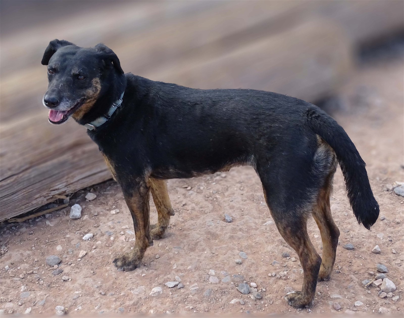 Star, an adoptable Labrador Retriever, Belgian Shepherd / Malinois in Camp Verde, AZ, 86322 | Photo Image 4