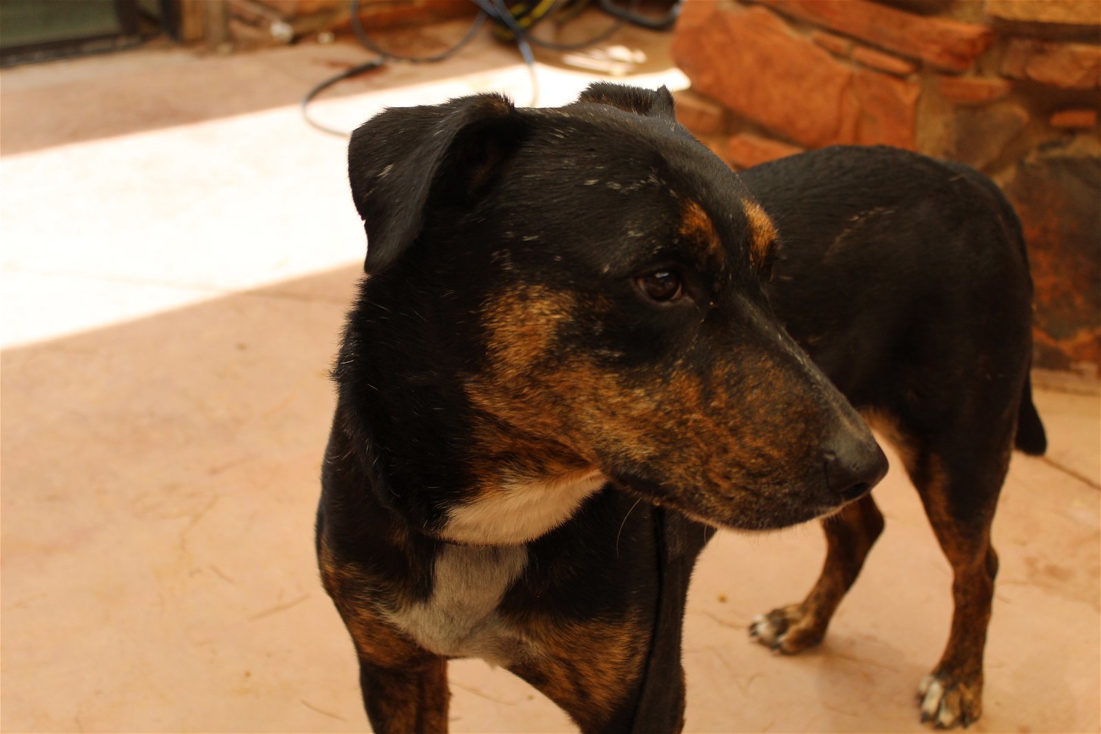 Bolt , an adoptable Labrador Retriever, Belgian Shepherd / Malinois in Camp Verde, AZ, 86322 | Photo Image 3