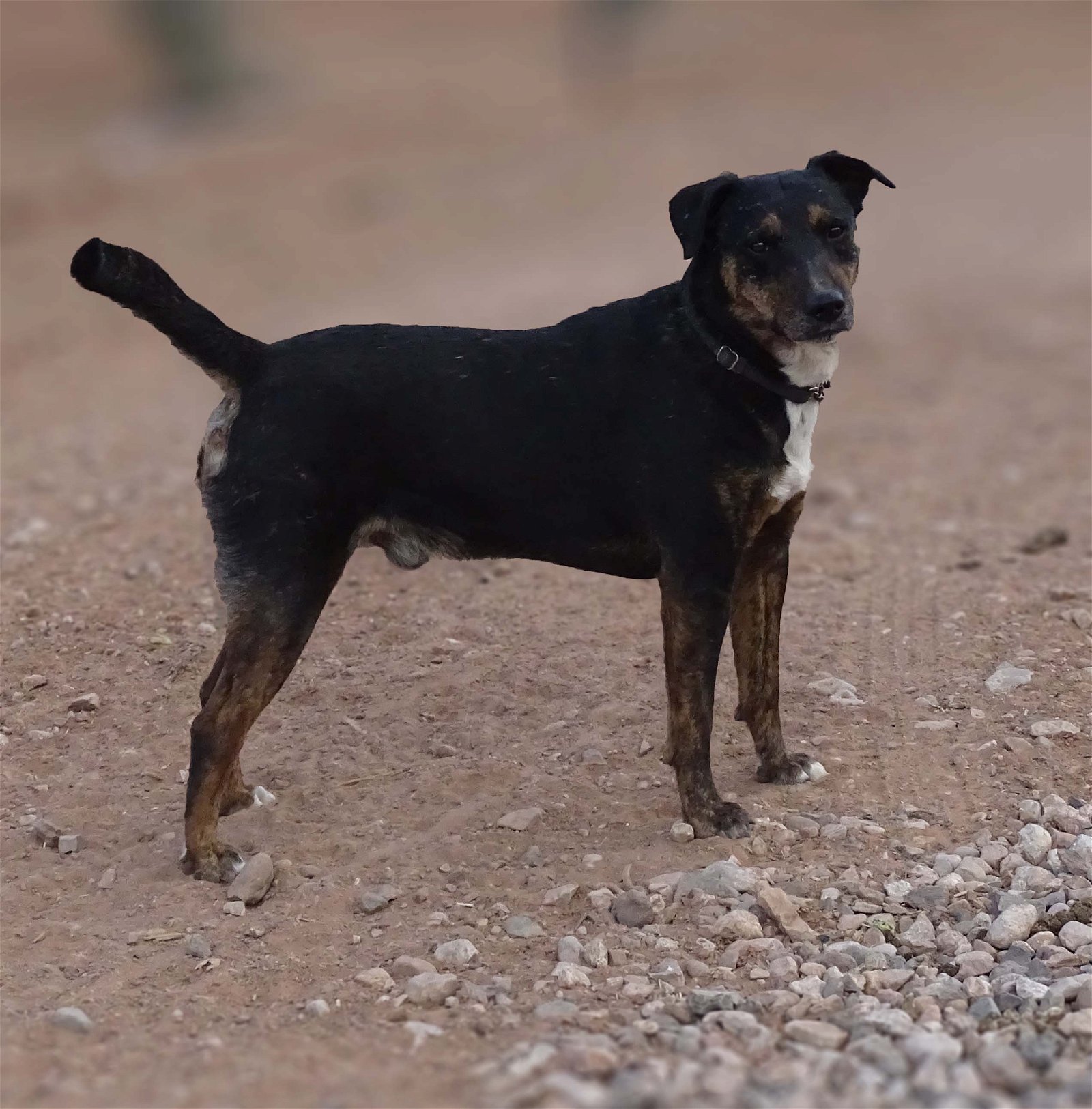 Bolt , an adoptable Labrador Retriever, Belgian Shepherd / Malinois in Camp Verde, AZ, 86322 | Photo Image 4