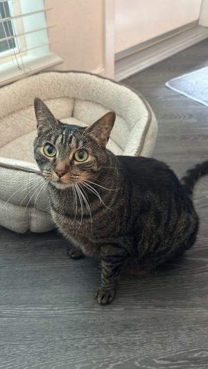This is Brit 3 12 year old beautiful spayed tabby female she is an extremely sweet and friendly l
