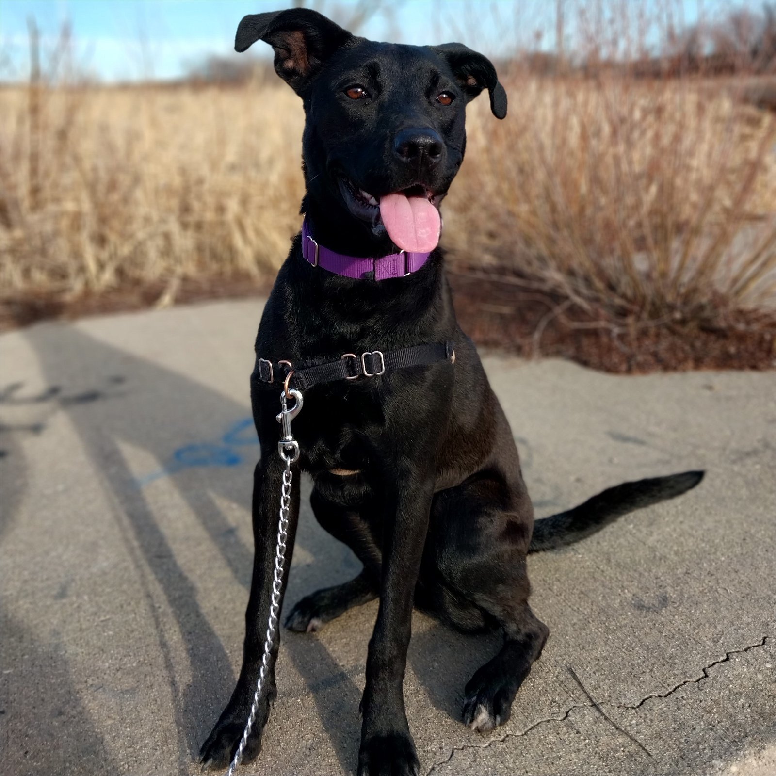 Sparkler, an adoptable Labrador Retriever in Fargo, ND, 58103 | Photo Image 1
