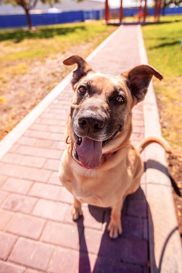 Kylie, an adoptable Shepherd in Kennewick, WA, 99336 | Photo Image 1