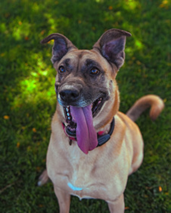 Kylie, an adoptable Shepherd in Kennewick, WA, 99336 | Photo Image 3