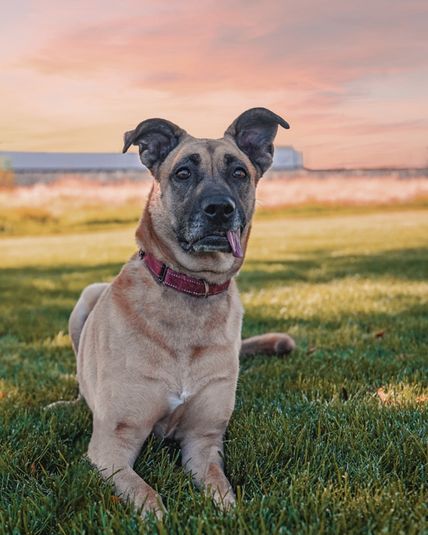 Kylie, an adoptable Shepherd in Kennewick, WA, 99336 | Photo Image 5