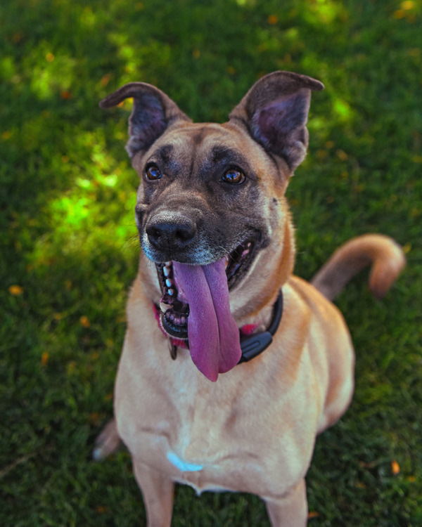 Kylie, an adoptable Shepherd in Kennewick, WA, 99336 | Photo Image 6