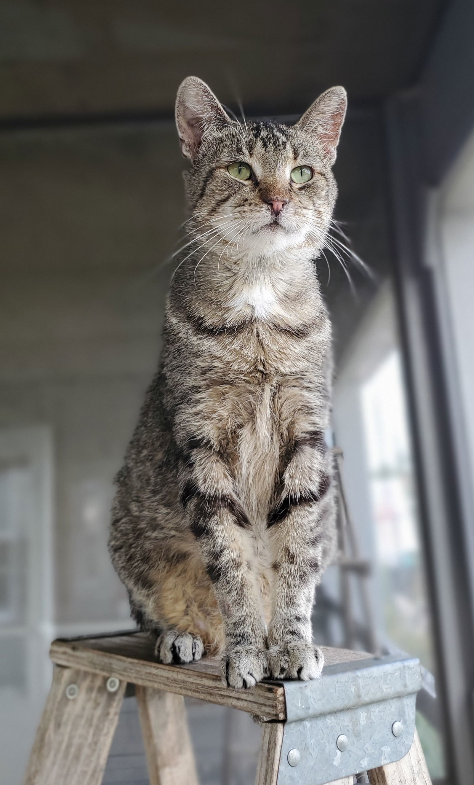 Lazarus, an adoptable Domestic Short Hair in Estherville, IA, 51334 | Photo Image 1