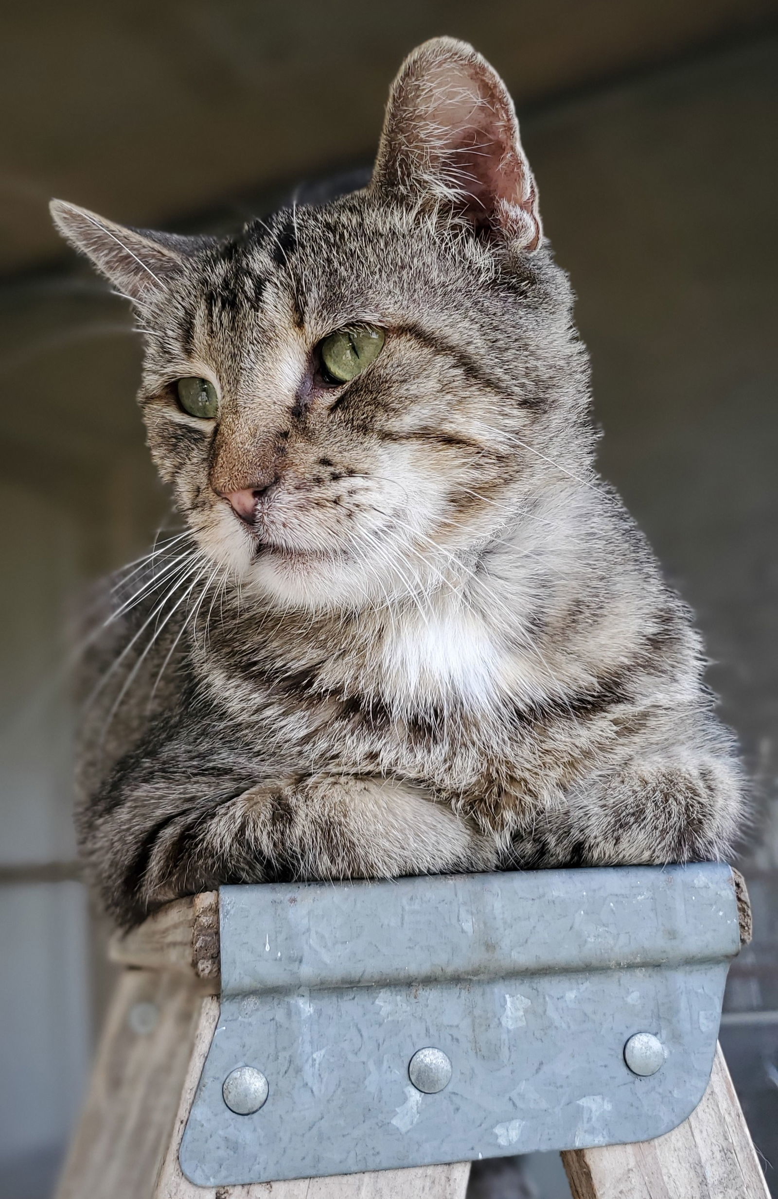 Lazarus, an adoptable Domestic Short Hair in Estherville, IA, 51334 | Photo Image 2