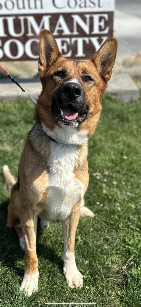 Cruz, an adoptable German Shepherd Dog in Brookings, OR, 97415 | Photo Image 3