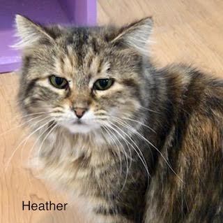 Heather CC