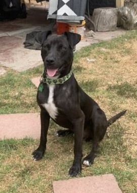 Left Eye, Young Male Labrador Retriever