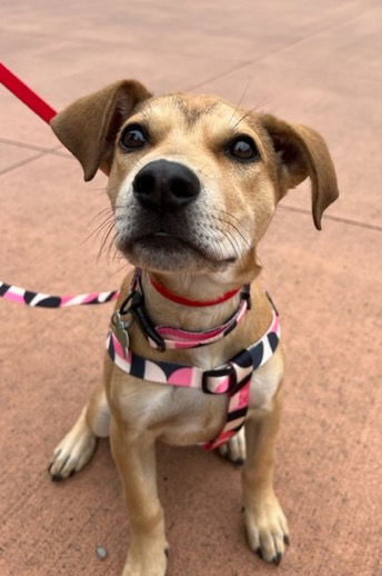 Roxy - Gorgeous!, an adoptable Labrador Retriever, Staffordshire Bull Terrier in Seattle, WA, 98119 | Photo Image 1