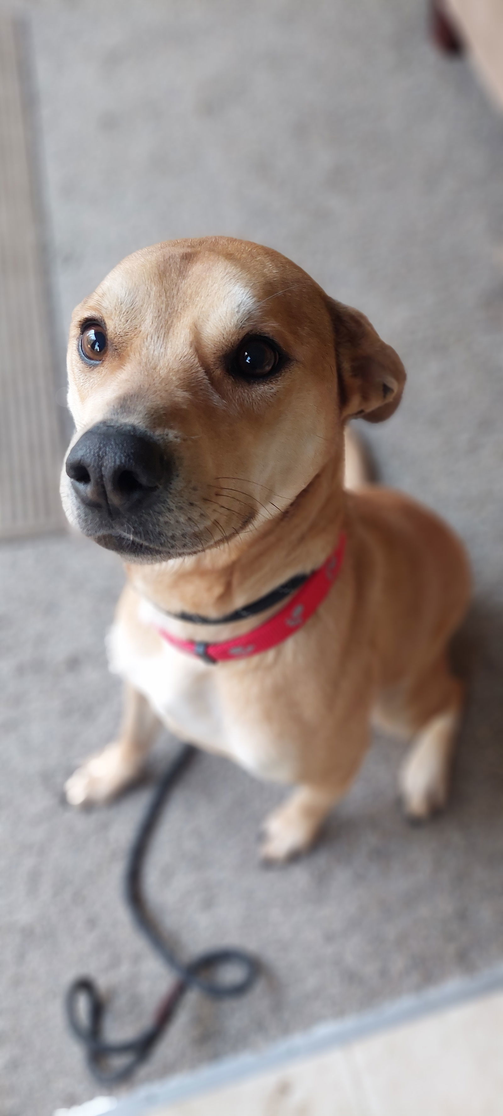 Roxy - Gorgeous!, an adoptable Labrador Retriever, Staffordshire Bull Terrier in Seattle, WA, 98119 | Photo Image 1