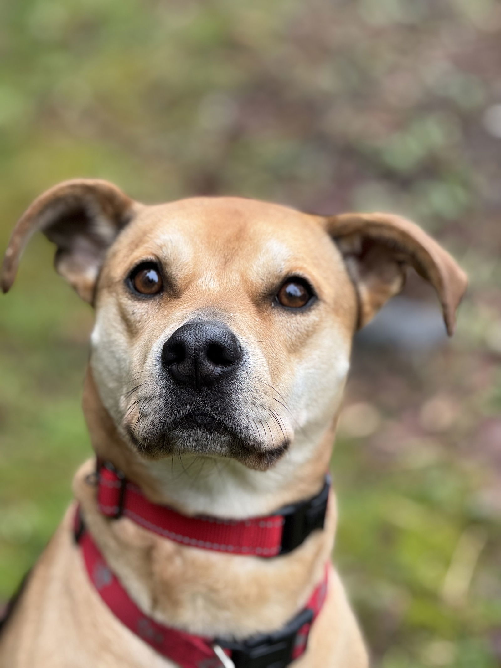 Roxy, an adoptable Labrador Retriever, Staffordshire Bull Terrier in Seattle, WA, 98119 | Photo Image 1