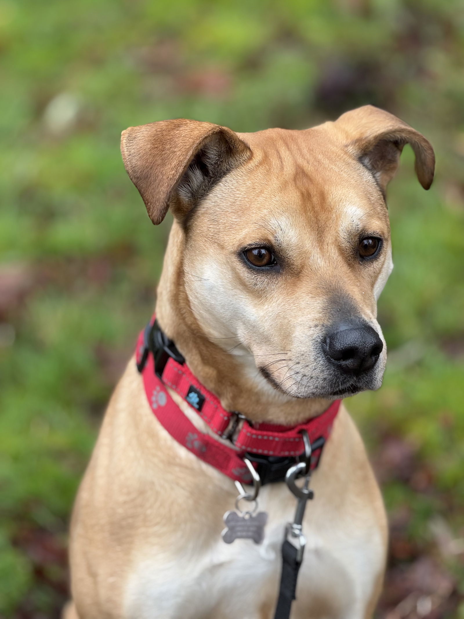 Roxy, an adoptable Labrador Retriever, Staffordshire Bull Terrier in Seattle, WA, 98119 | Photo Image 3