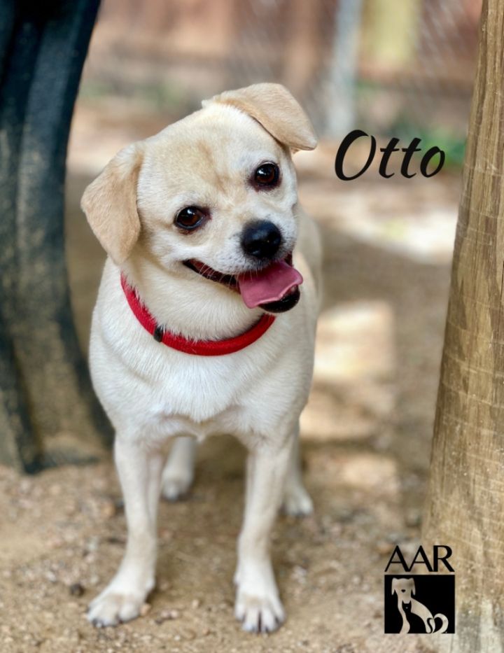 Otto, the Scaredy Cat: Otto's Story: A Story About Adoption