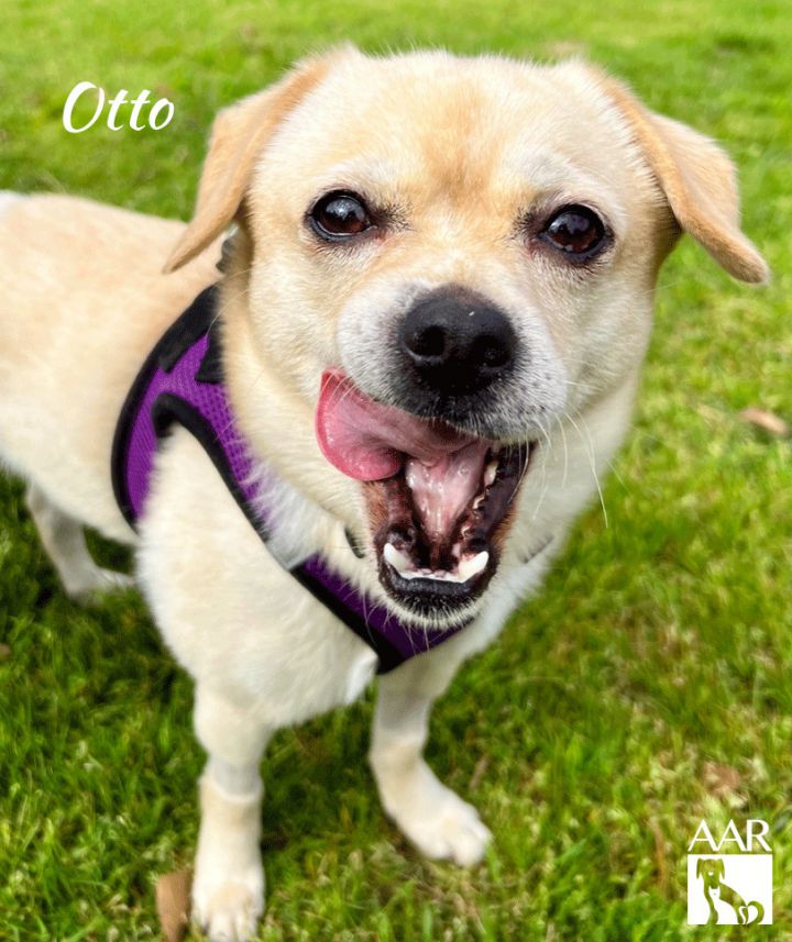 Otto, the Scaredy Cat: Otto's Story: A Story About Adoption