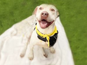 DELPHINE*, Adult Female American Staffordshire Terrier