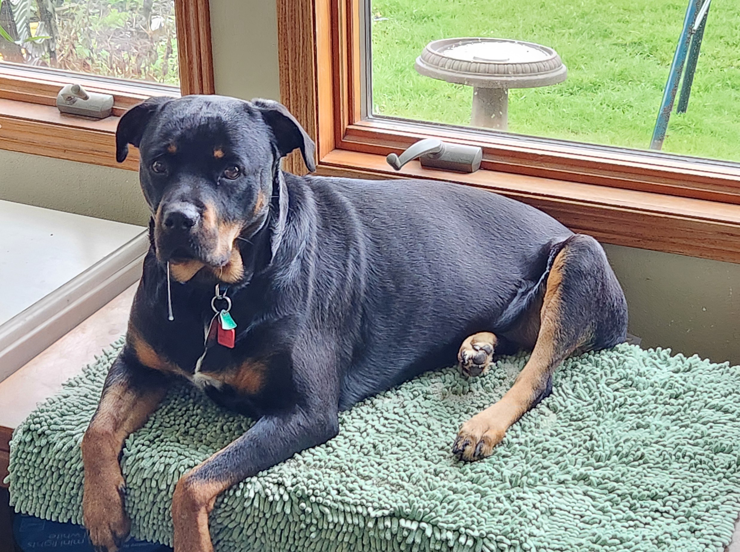 Zelda Marie, an adoptable Rottweiler in Lincoln, NE, 68506 | Photo Image 1