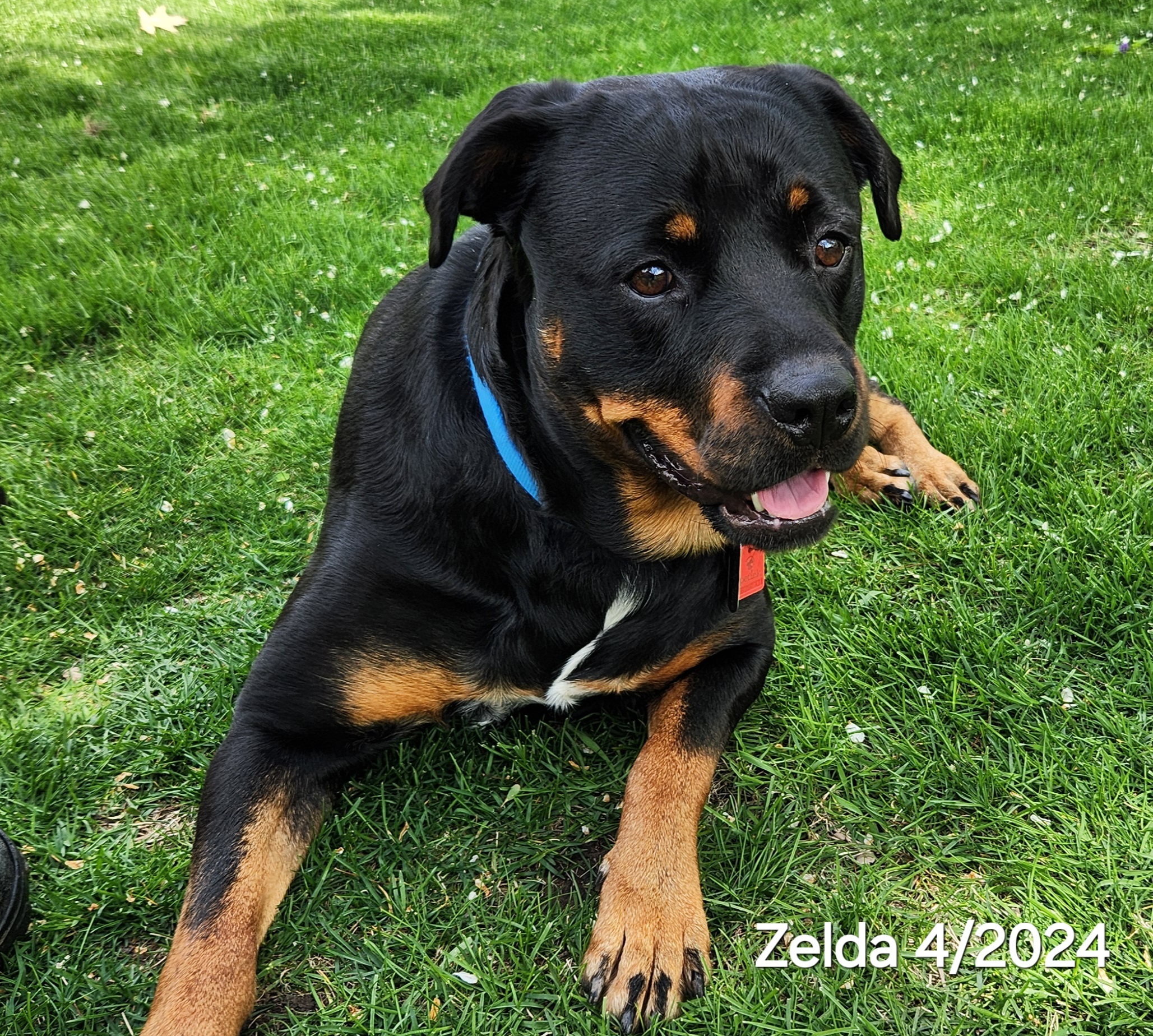 Zelda Marie, an adoptable Rottweiler in Lincoln, NE, 68506 | Photo Image 2